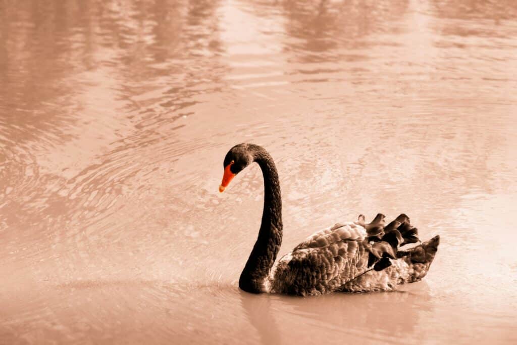 What is a black Swan Event in Finance?