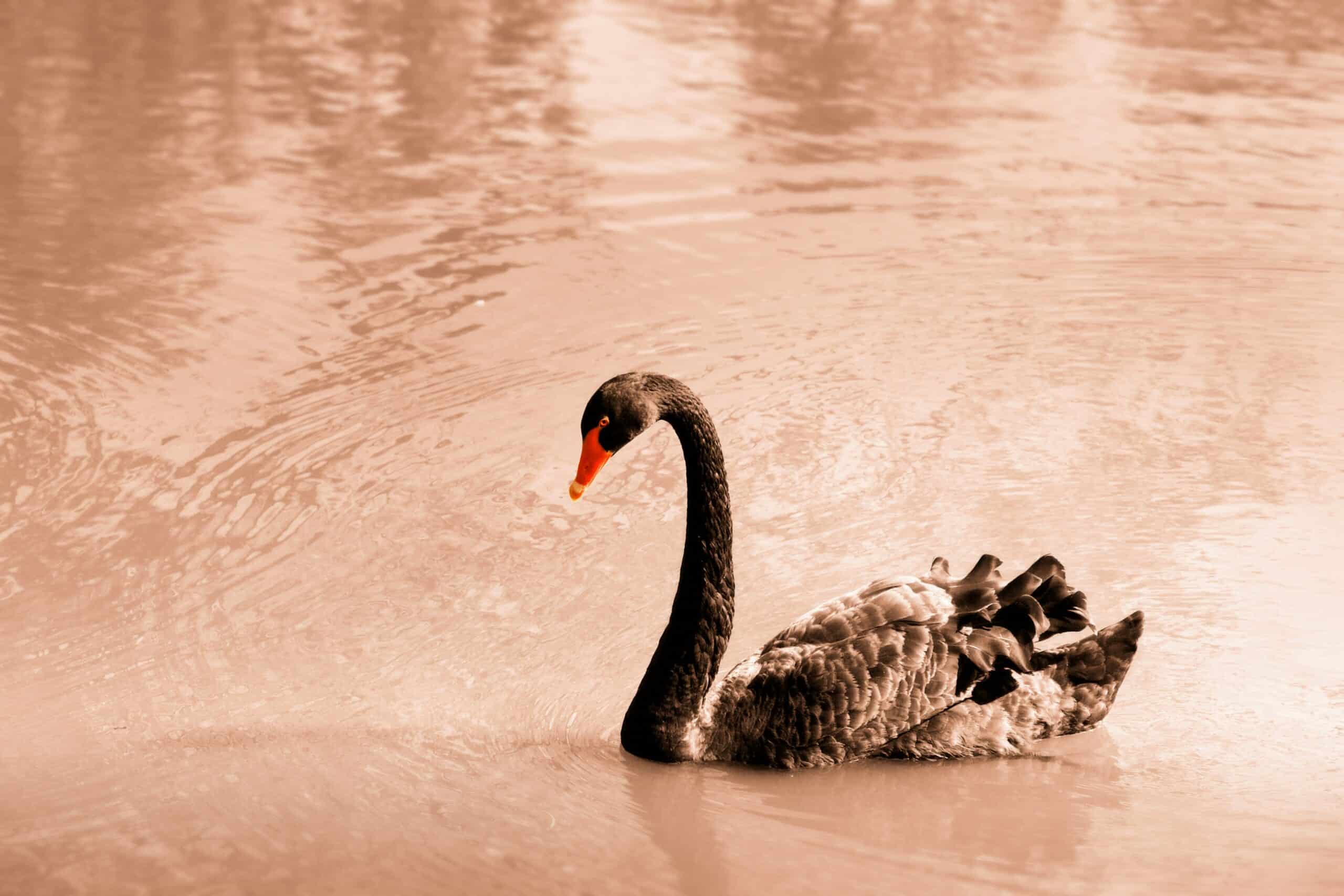 What is a black Swan Event in Finance?